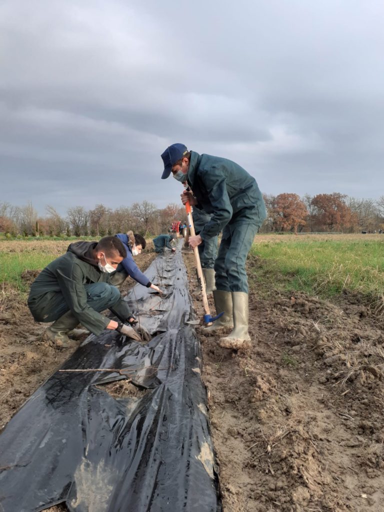 plantation de haie