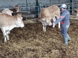 un élève mène 2 vaches dans une stabulation