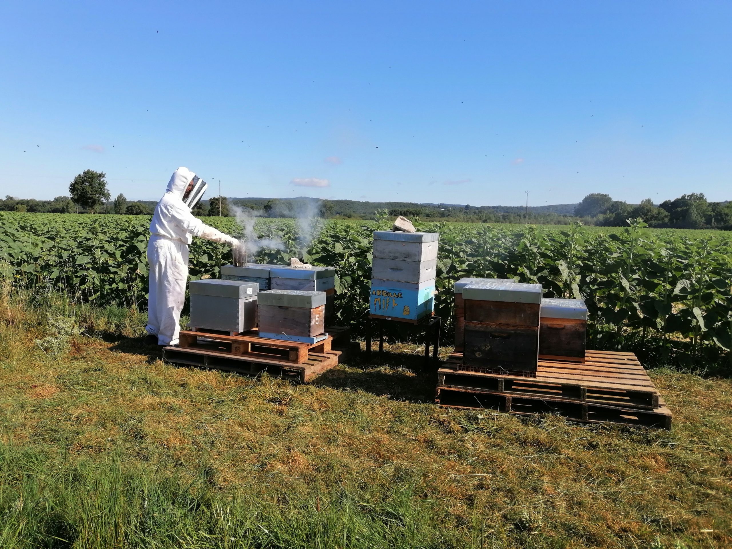 ruches transhumées sur tournesol