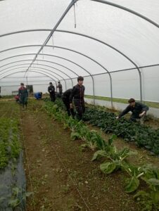 elèves travaillant sous la serre