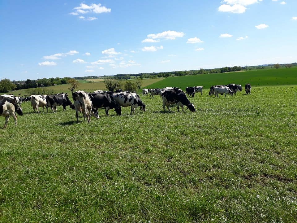 Vaches au près Exploitation Bellegarde