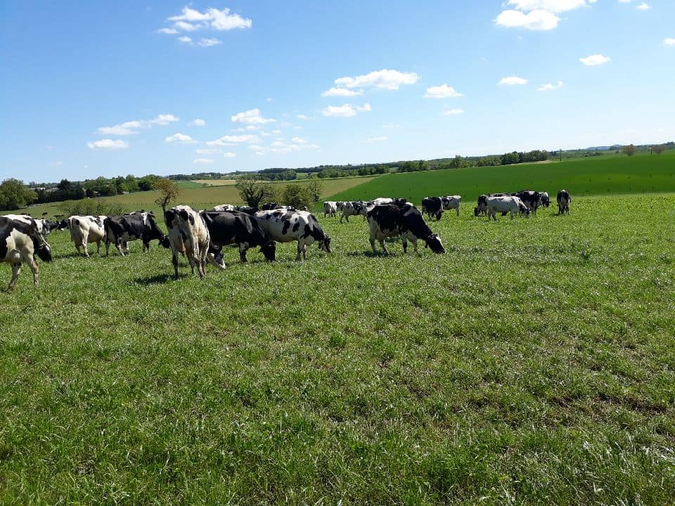 Vaches au près Exploitation Bellegarde